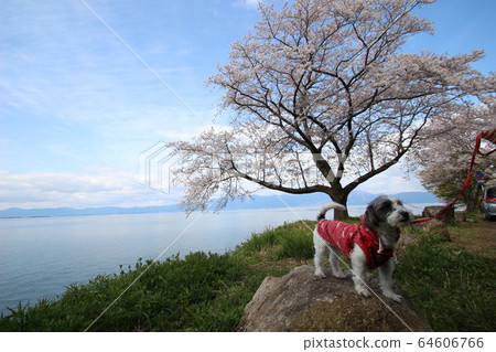 琵琶湖櫻花和寵物狗 64606766