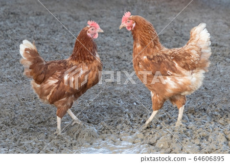 Two brown competitor chickens standing opposite Two brown competitor chickens standing opposite 64606895