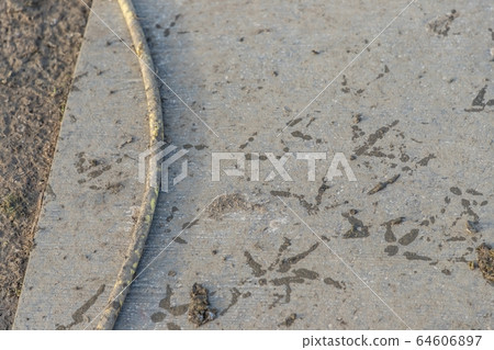Dirty mud footprints at gray poultry farm bottom 64606897