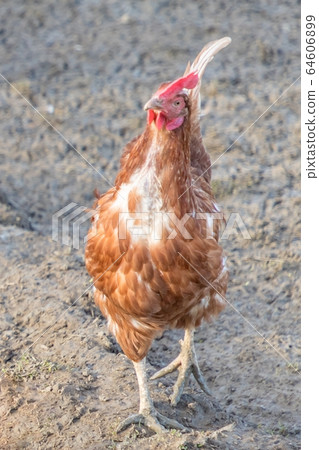 Brown chicken live outdoors at bio poultry farm Brown chicken live outdoors at bio poultry farm 64606899
