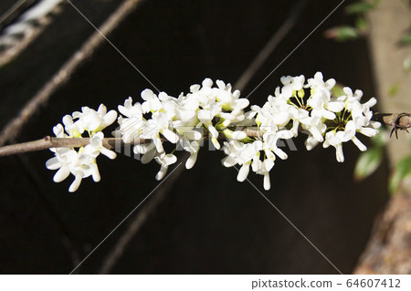 白尾燕尾 白尾燕尾 64607412