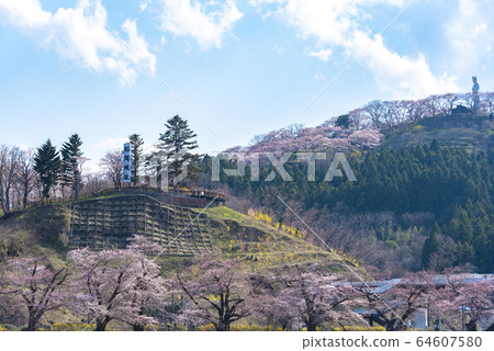 櫻岡市立公園,市町千本櫻,春天的櫻花盛開 櫻岡市立公園,市町千本櫻,春天的櫻花盛開 64607580