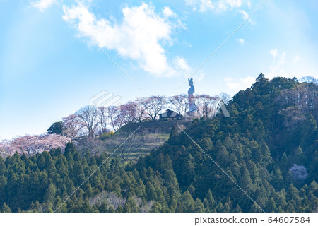 Funaoka Castle Park, Ichimoku Senbonzakura, cherry blossoms in full bloom in spring 64607584