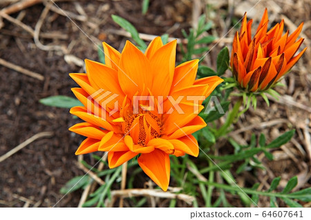 菊花 菊花 64607641
