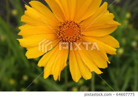 大金雞菊 大金雞菊 64607775