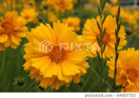 大金雞菊 64607783