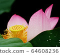 Lotus 64608236