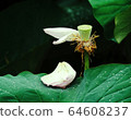 Lotus 64608237