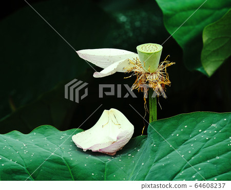 Lotus Lotus 64608237