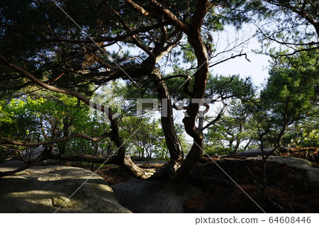Bukhansan. National Park. Spring Bukhansan. National Park. Spring 64608446