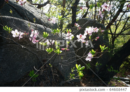 Bukhansan. National Park. Spring Bukhansan. National Park. Spring 64608447