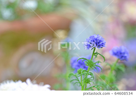 Gilia Capitata 64608534