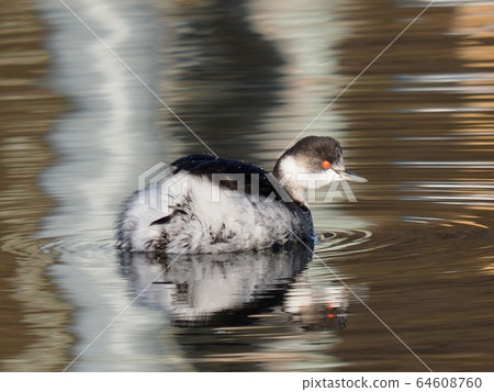 Hajiro Kaiburi 64608760