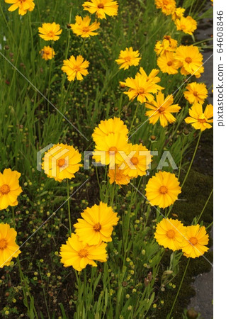 Daiginjinchrya Daiginjinchrya 64608846