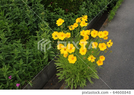 大金雞菊 大金雞菊 64608848