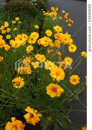 Daiginjinchrya 64608849