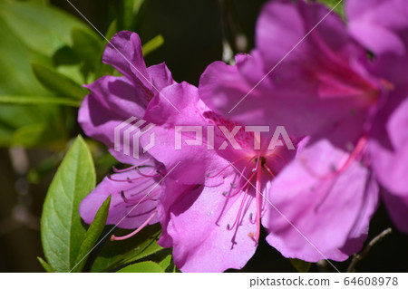 Omurasaki Azalea 64608978