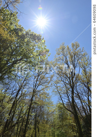 Sunny forest Sunny forest 64609098