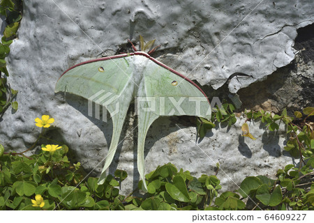 長尾青蛾,台灣長尾水青蛾,蛾 64609227