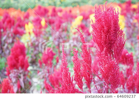 Mysterious beautiful flowers Mysterious beautiful flowers 64609237