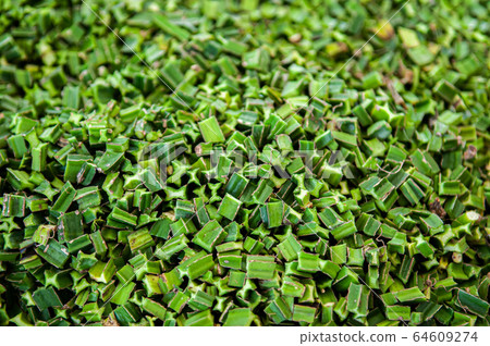 Cissus Quadrangularis or Pet Sung Kat tropical herb Cissus Quadrangularis or Pet Sung Kat tropical herb 64609274