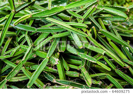 Cissus Quadrangularis or Pet Sung Kat tropical herb Cissus Quadrangularis or Pet Sung Kat tropical herb 64609275