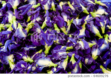 Beautiful vibrant Butterfly pea flower close up Beautiful vibrant Butterfly pea flower close up 64609276