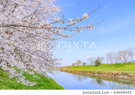 Row of cherry blossoms in Nagaregawa Ukiha City, Fukuoka Prefecture Row of cherry blossoms in Nagaregawa Ukiha City, Fukuoka Prefecture 64609445