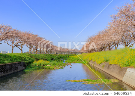 Cherry trees along the Kusaba River, Asakura-gun, Fukuoka Prefecture 64609524