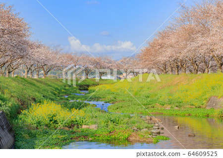 Cherry trees along the Kusaba River, Asakura-gun, Fukuoka Prefecture 64609525
