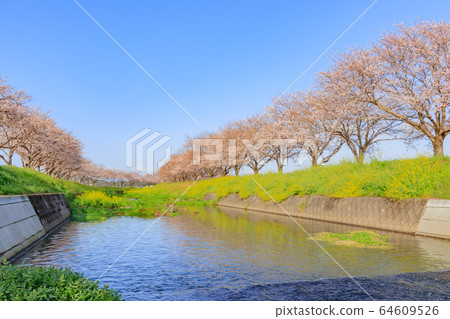 Cherry trees along the Kusaba River, Asakura-gun, Fukuoka Prefecture 64609526