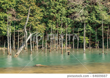 Aogiri Koike Pond Ichinomata Sakura Park Shimonoseki City, Yamaguchi Prefecture Aogiri Koike Pond Ichinomata Sakura Park Shimonoseki City, Yamaguchi Prefecture 64609887