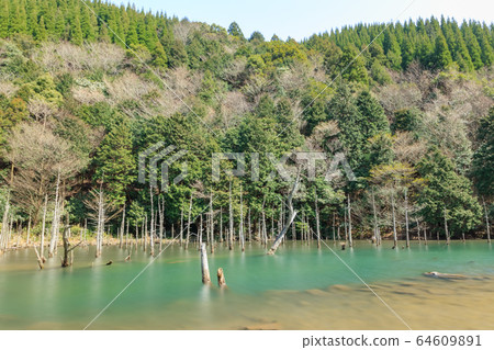 Aogiri Koike Pond Ichinomata Sakura Park Shimonoseki City, Yamaguchi Prefecture Aogiri Koike Pond Ichinomata Sakura Park Shimonoseki City, Yamaguchi Prefecture 64609891