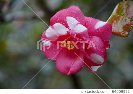 茶花,四月,小雨,水滴,粉紅色 茶花,四月,小雨,水滴,粉紅色 64609951