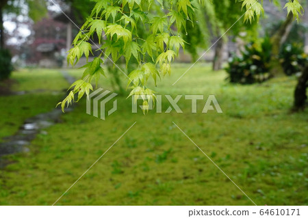 Maple, fresh green, April, light rain, temple, innocent 64610171