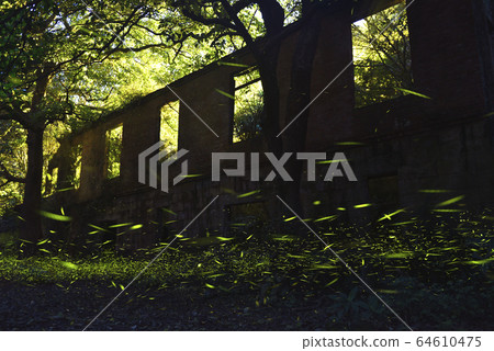 永達礦場遺跡,新北市,三峽區,螢火蟲 64610475