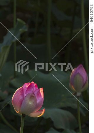 A lotus flower in the sunbeams A lotus flower in the sunbeams 64610798