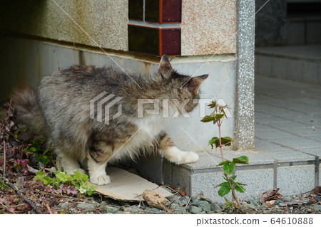 Cat, stray cat, mackerel white kite pattern, Maki-chan, pregnant woman, April, rain, flower chill, tremble Cat, stray cat, mackerel white kite pattern, Maki-chan, pregnant woman, April, rain, flower chill, tremble 64610888