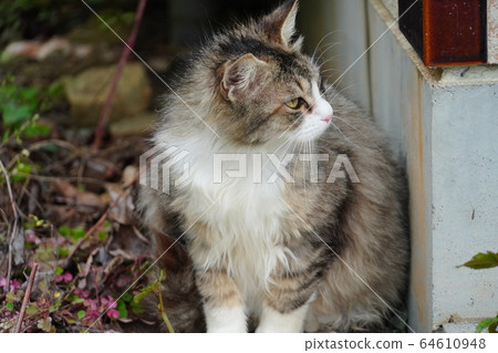 貓，流浪貓，鯖魚白色風箏圖案，真希議員，孕婦，四月，雨，花冷，顫抖 64610948