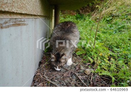 貓，流浪貓，鯖魚白色風箏圖案，真希議員，孕婦，四月，雨，花冷，顫抖 64610969