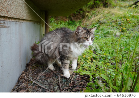 貓，流浪貓，鯖魚白色風箏圖案，真希議員，孕婦，四月，雨，花冷，顫抖 64610976