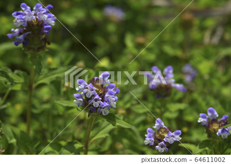 Flowers, prunella, herb, purple 64611002