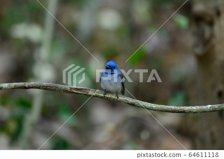 Bird catching black insects Perched on a branch in Bird catching black insects Perched on a branch in 64611118