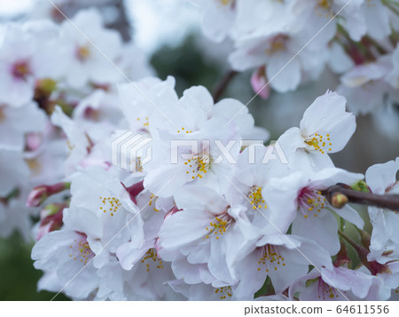 Sakura Up 64611556