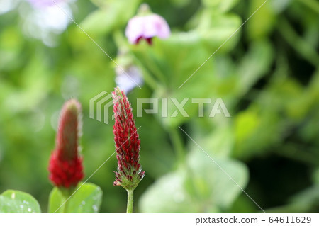 紅花蛤蜊 64611629