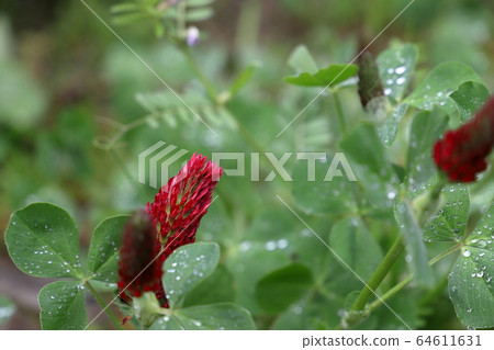 Safflower clams 64611631