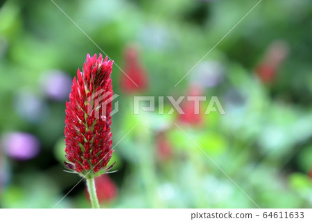 Safflower clams 64611633