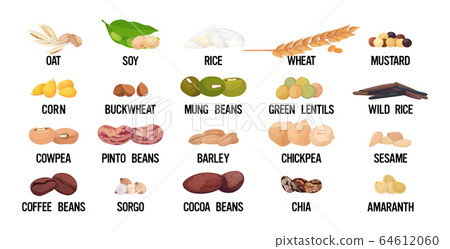 set seeds beans and grains organic healthy vegetarian food collection on white background horizontal set seeds beans and grains organic healthy vegetarian food collection on white background horizontal 64612060