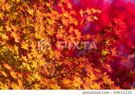 Autumn leaves 64612226