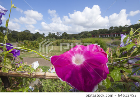 夏日牽牛花風景9 西方牽牛花盛開的夏天早晨風景 照片素材 圖片 圖庫